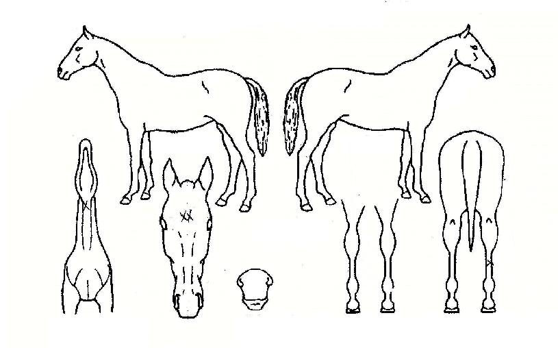 �̷�Ŭ�۷θ��� ����,���,�޸�,�λ�,�ٸ��� Ư¡����