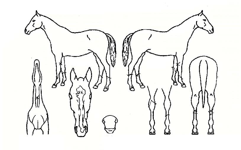 ��Ʈ�� ����,���,�޸�,�λ�,�ٸ��� Ư¡����