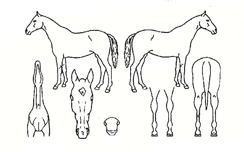 ¿ÍÀϵå±Û·Î¸®ÀÇ Ãø¸é,¿ì¸é,µÞ¸é,µÎ»ó,´Ù¸®ÀÇ Æ¯Â¡µµÇØ