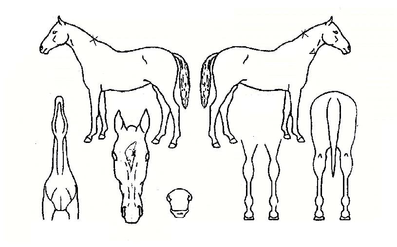 �ž��� ����,���,�޸�,�λ�,�ٸ��� Ư¡����