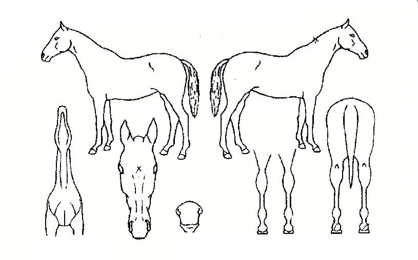 ���ĳ��� ����,���,�޸�,�λ�,�ٸ��� Ư¡����