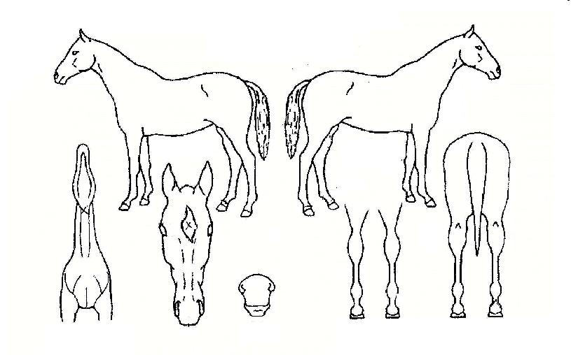 �츮������ ����,���,�޸�,�λ�,�ٸ��� Ư¡����