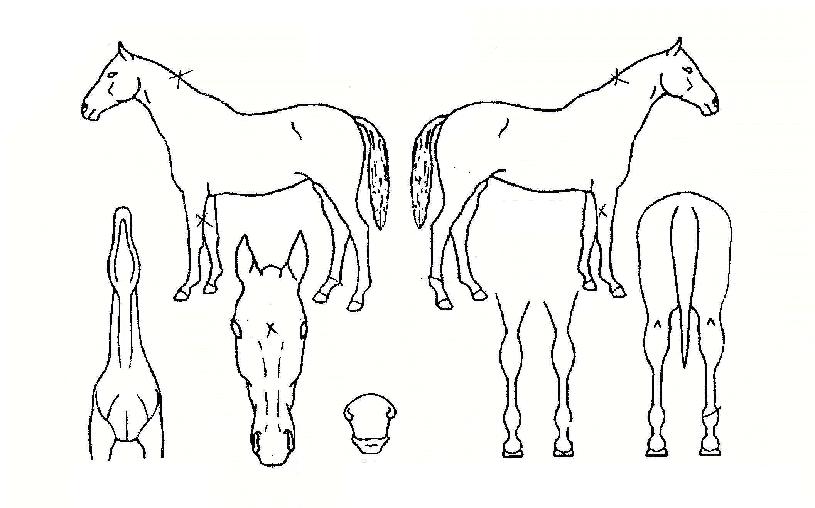 ���������� ����,���,�޸�,�λ�,�ٸ��� Ư¡����