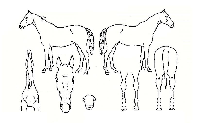 ´º¿ùµå·¹ÄÚµåÀÇ Ãø¸é,¿ì¸é,µÞ¸é,µÎ»ó,´Ù¸®ÀÇ Æ¯Â¡µµÇØ