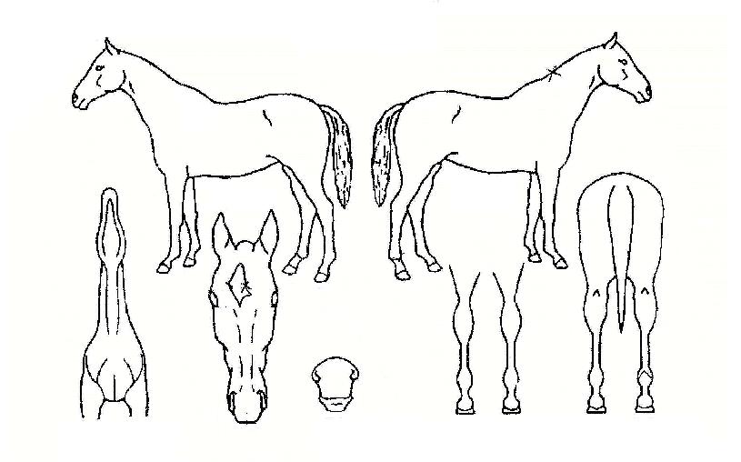 Ä¥º¸ÁÖÀÇ Ãø¸é,¿ì¸é,µÞ¸é,µÎ»ó,´Ù¸®ÀÇ Æ¯Â¡µµÇØ