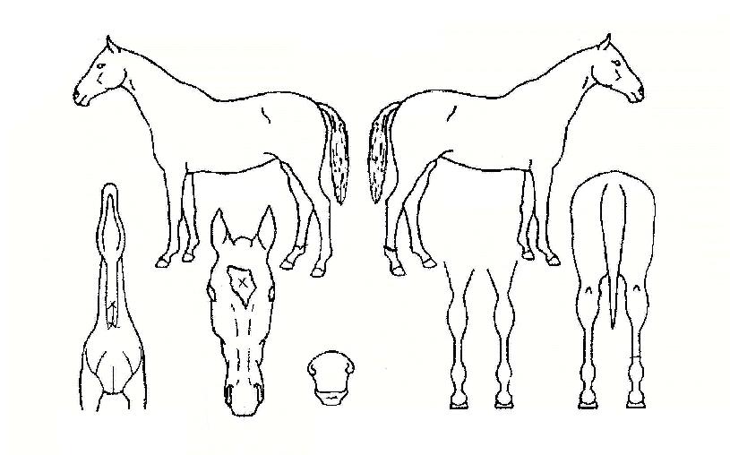 ½ºÇǸ´ÇÁ¸°½ºÀÇ Ãø¸é,¿ì¸é,µÞ¸é,µÎ»ó,´Ù¸®ÀÇ Æ¯Â¡µµÇØ