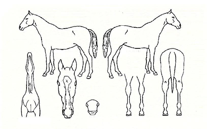 ºí·çÇÉÀÇ Ãø¸é,¿ì¸é,µÞ¸é,µÎ»ó,´Ù¸®ÀÇ Æ¯Â¡µµÇØ