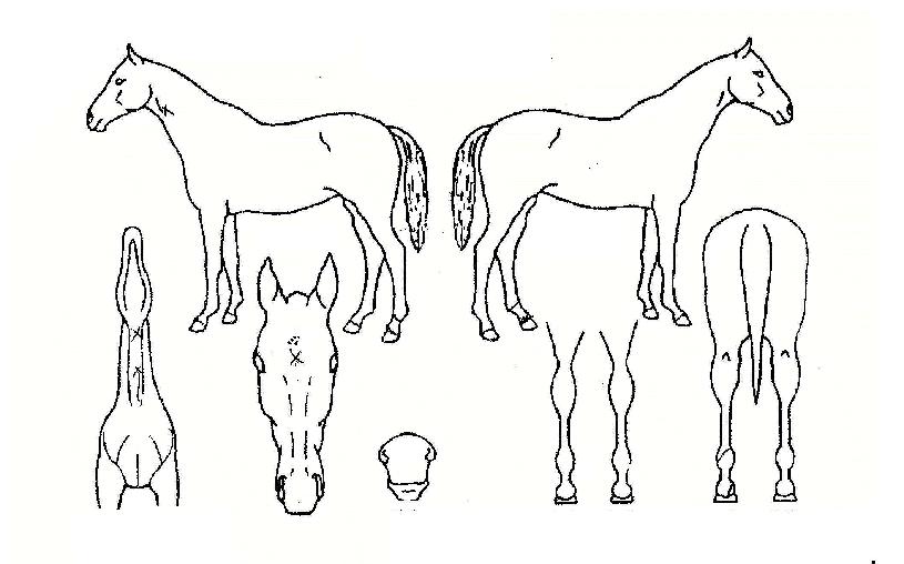 ÇѶó¿Ç³ÀÇ Ãø¸é,¿ì¸é,µÞ¸é,µÎ»ó,´Ù¸®ÀÇ Æ¯Â¡µµÇØ