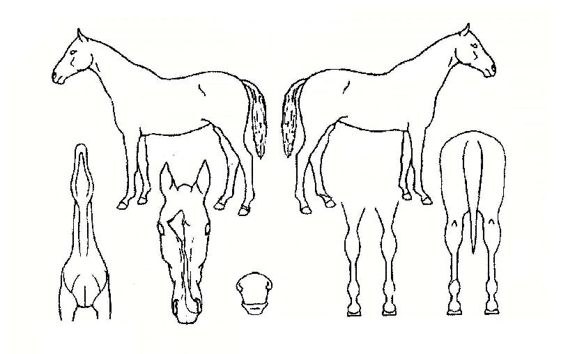 ½Ã¾ÖƲ·ÎÁîÀÇ Ãø¸é,¿ì¸é,µÞ¸é,µÎ»ó,´Ù¸®ÀÇ Æ¯Â¡µµÇØ