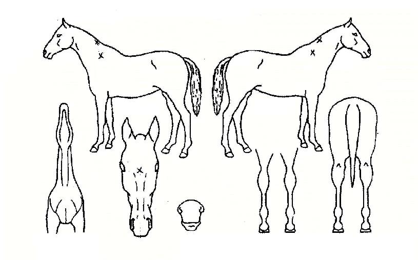 �������� ����,���,�޸�,�λ�,�ٸ��� Ư¡����