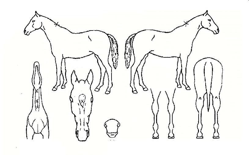 �����޳��ڸ��� ����,���,�޸�,�λ�,�ٸ��� Ư¡����