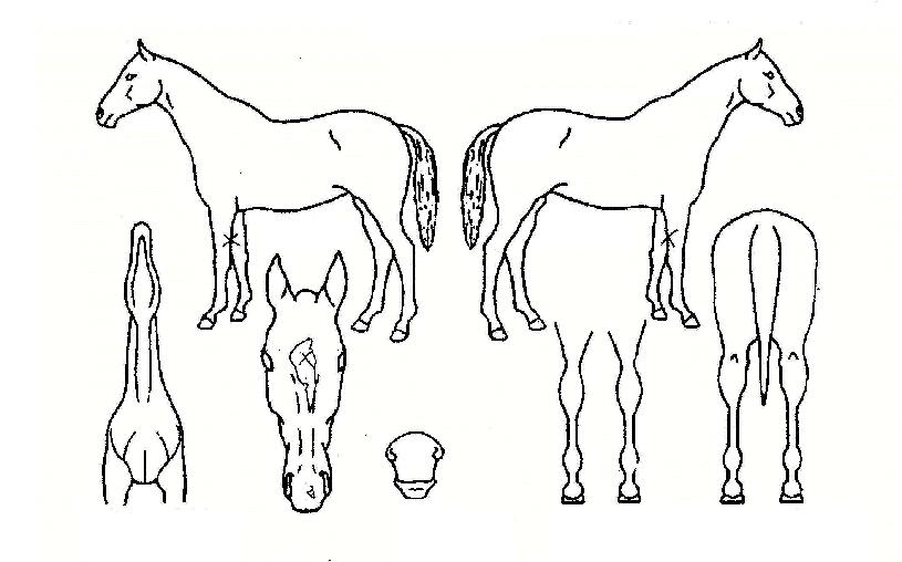 ¾Ë¸®¹®µµÀÚ¸¶ÀÇ Ãø¸é,¿ì¸é,µÞ¸é,µÎ»ó,´Ù¸®ÀÇ Æ¯Â¡µµÇØ