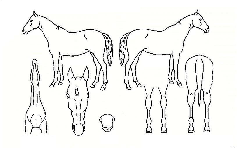 ÇöóÀ׿Àǽ·±½ºÀÚ¸¶ÀÇ Ãø¸é,¿ì¸é,µÞ¸é,µÎ»ó,´Ù¸®ÀÇ Æ¯Â¡µµÇØ