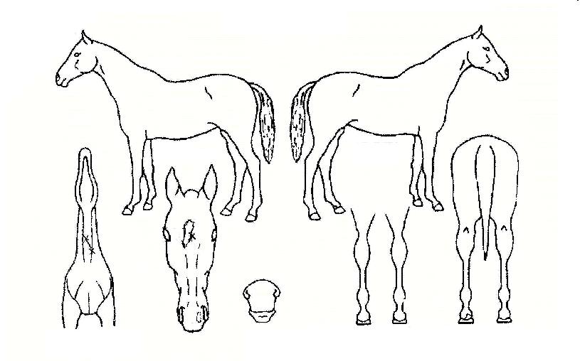 Ž���޺��� ����,���,�޸�,�λ�,�ٸ��� Ư¡����