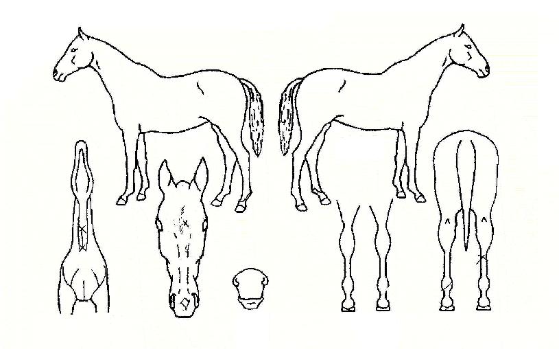 ±ÝºûƯ±ÞÀÇ Ãø¸é,¿ì¸é,µÞ¸é,µÎ»ó,´Ù¸®ÀÇ Æ¯Â¡µµÇØ