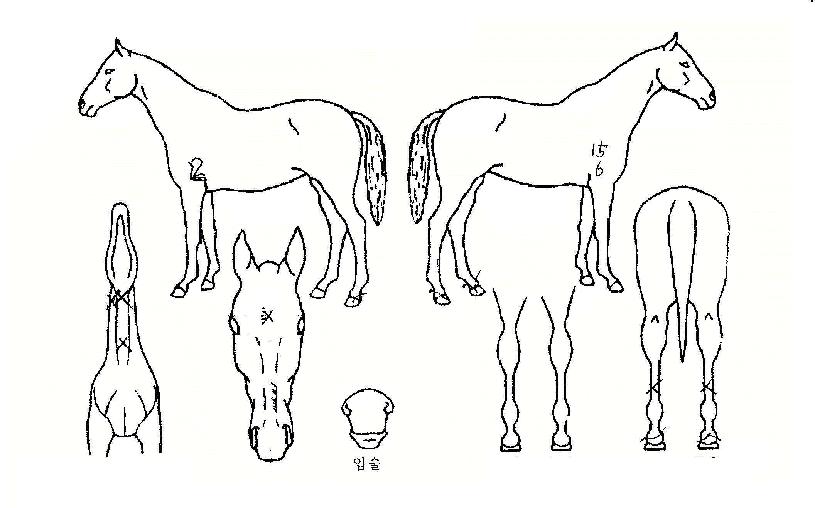 ½ºÆä¼È±º´ÜÀÇ Ãø¸é,¿ì¸é,µÞ¸é,µÎ»ó,´Ù¸®ÀÇ Æ¯Â¡µµÇØ