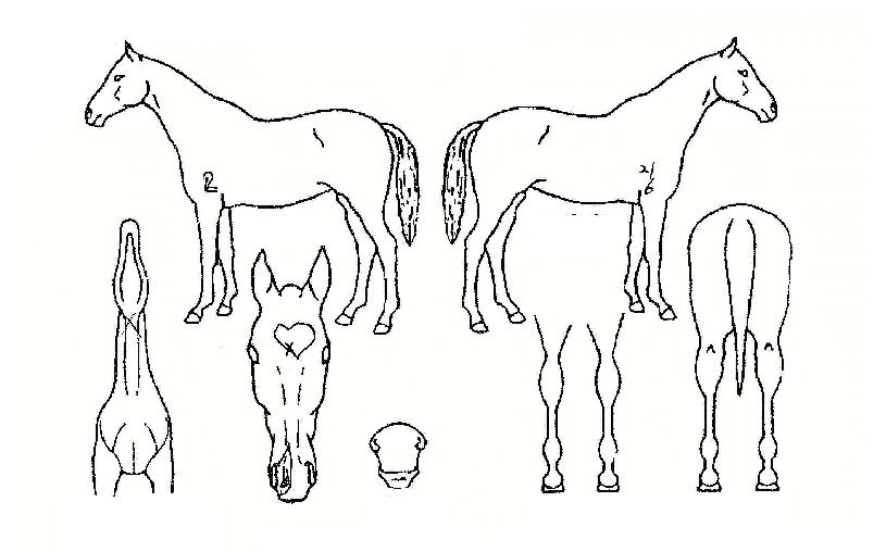 ºÒ²ÉÀå»çÀÇ Ãø¸é,¿ì¸é,µÞ¸é,µÎ»ó,´Ù¸®ÀÇ Æ¯Â¡µµÇØ