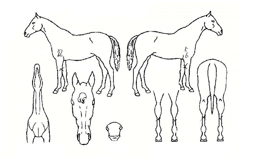 ºí·çÄ«µåÀÇ Ãø¸é,¿ì¸é,µÞ¸é,µÎ»ó,´Ù¸®ÀÇ Æ¯Â¡µµÇØ