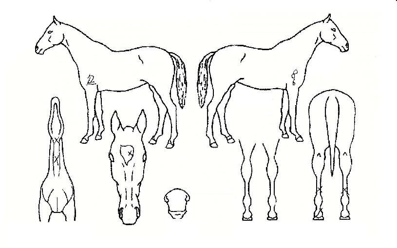 ¾Ó»óºíÀÇ Ãø¸é,¿ì¸é,µÞ¸é,µÎ»ó,´Ù¸®ÀÇ Æ¯Â¡µµÇØ