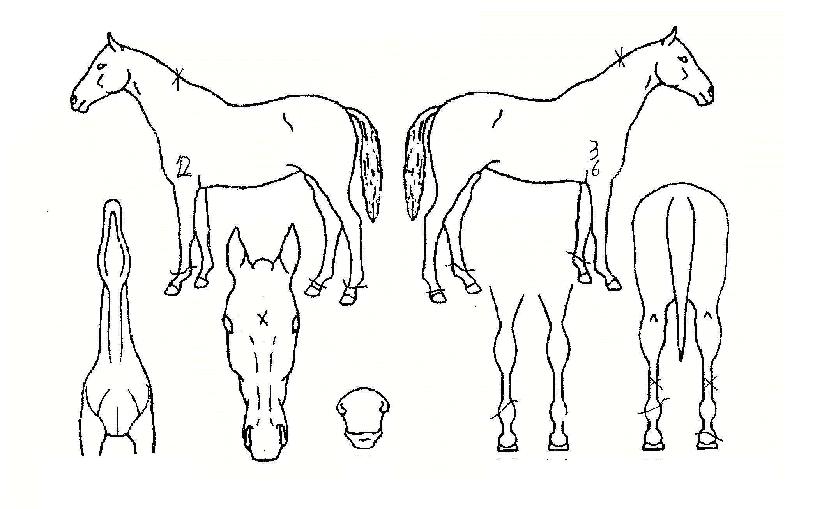 ºÎȰÀDzÞÀÇ Ãø¸é,¿ì¸é,µÞ¸é,µÎ»ó,´Ù¸®ÀÇ Æ¯Â¡µµÇØ