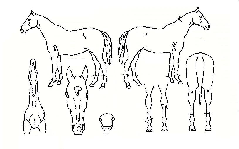 �ָ����ູ�� ����,���,�޸�,�λ�,�ٸ��� Ư¡����