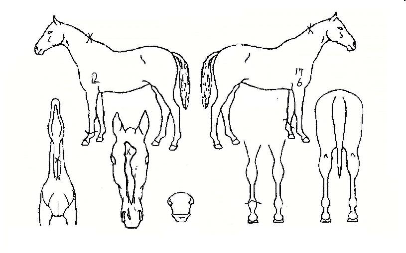 ¶óÀÌÅ©¸ÅÁ÷ÀÇ Ãø¸é,¿ì¸é,µÞ¸é,µÎ»ó,´Ù¸®ÀÇ Æ¯Â¡µµÇØ