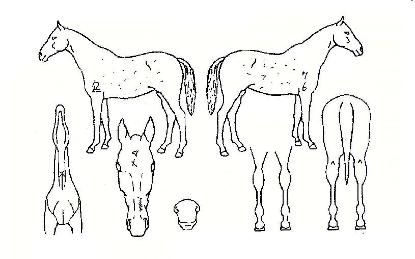 õ���� ����,���,�޸�,�λ�,�ٸ��� Ư¡����