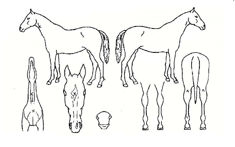 Ȳ·æÀÇ Ãø¸é,¿ì¸é,µÞ¸é,µÎ»ó,´Ù¸®ÀÇ Æ¯Â¡µµÇØ