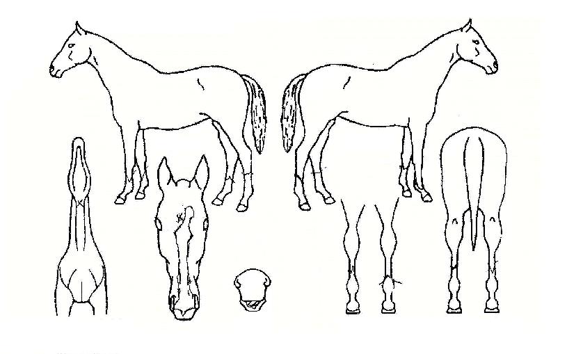 �Ĺ�Ȩ�� ����,���,�޸�,�λ�,�ٸ��� Ư¡����