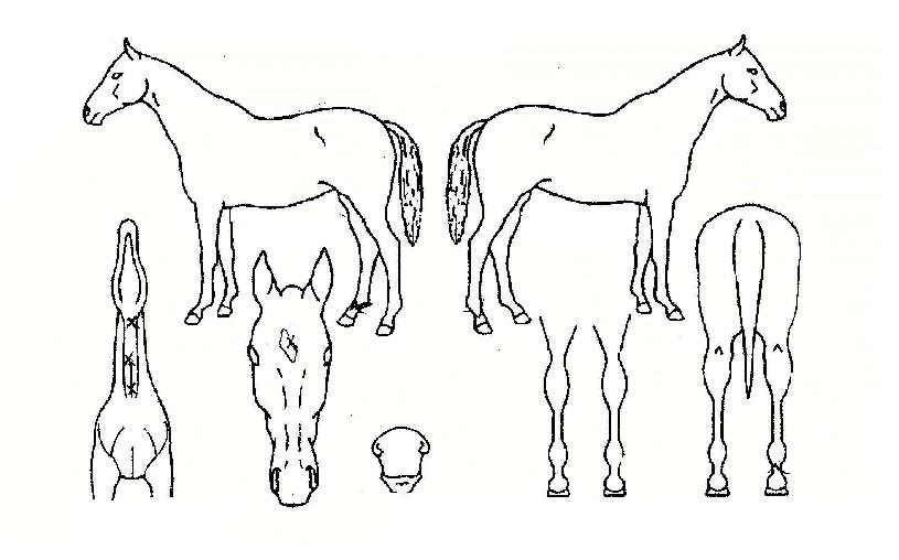 ±âÀûÀÇ Ãø¸é,¿ì¸é,µÞ¸é,µÎ»ó,´Ù¸®ÀÇ Æ¯Â¡µµÇØ