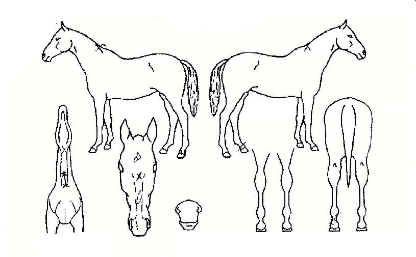 �������� ����,���,�޸�,�λ�,�ٸ��� Ư¡����