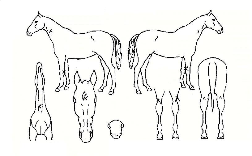 ������� ����,���,�޸�,�λ�,�ٸ��� Ư¡����