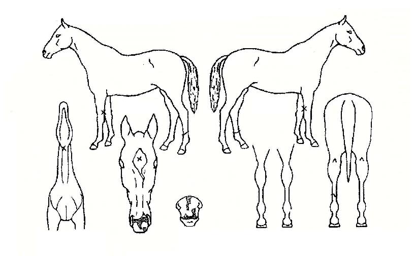 ���Ͽ����� ����,���,�޸�,�λ�,�ٸ��� Ư¡����