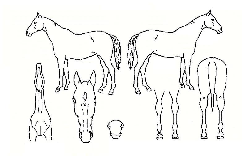 ޶óÄè°ÉÀÇ Ãø¸é,¿ì¸é,µÞ¸é,µÎ»ó,´Ù¸®ÀÇ Æ¯Â¡µµÇØ