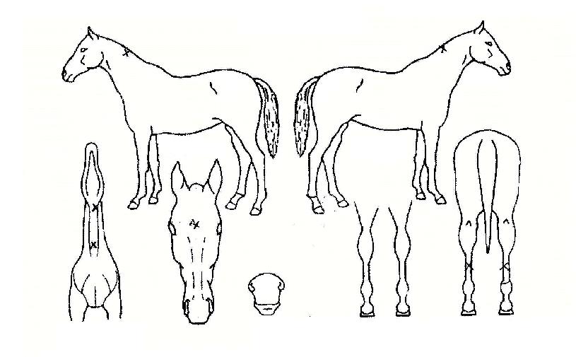 ¹«ÇÑûÁ¤ÀÇ Ãø¸é,¿ì¸é,µÞ¸é,µÎ»ó,´Ù¸®ÀÇ Æ¯Â¡µµÇØ