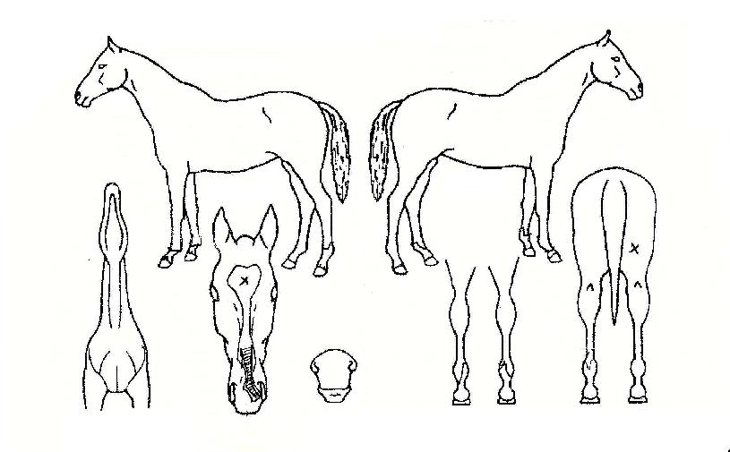 ī�߶��� ����,���,�޸�,�λ�,�ٸ��� Ư¡����