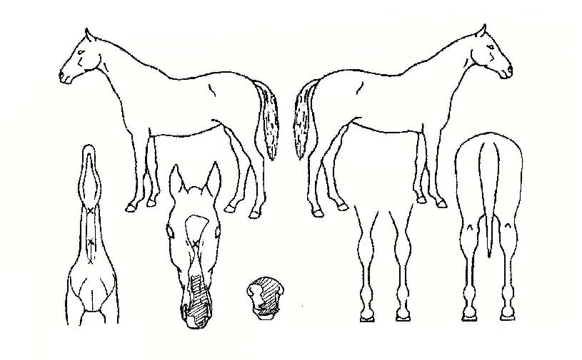 ���������� ����,���,�޸�,�λ�,�ٸ��� Ư¡����