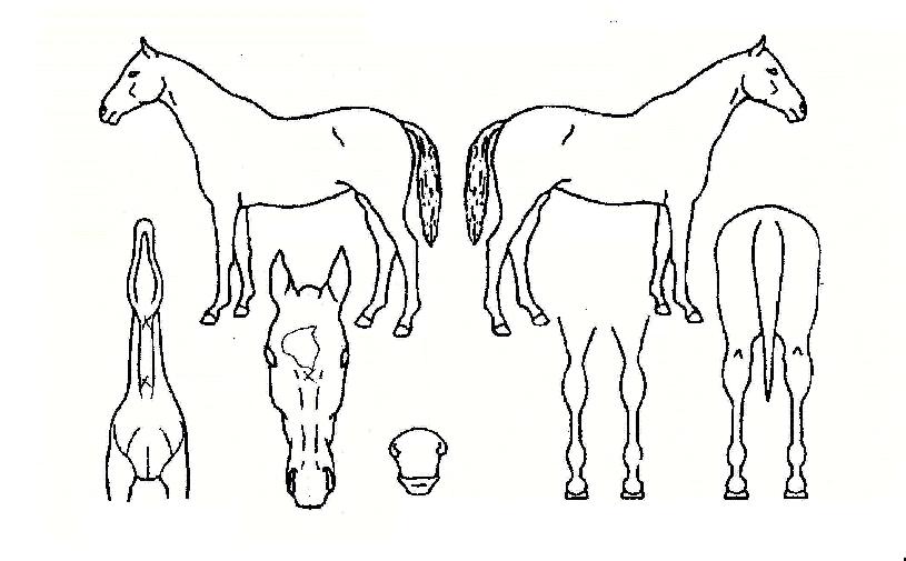 ±Ý°³ª·çÀÇ Ãø¸é,¿ì¸é,µÞ¸é,µÎ»ó,´Ù¸®ÀÇ Æ¯Â¡µµÇØ