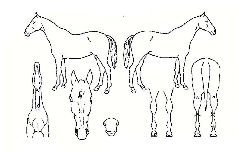 µàÇ㽺ƮÇϿ콺ÀÚ¸¶ÀÇ Ãø¸é,¿ì¸é,µÞ¸é,µÎ»ó,´Ù¸®ÀÇ Æ¯Â¡µµÇØ