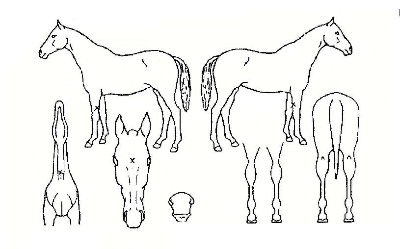 ÀÍ»çÀÌÆÃÆÄ¿öÀÇ Ãø¸é,¿ì¸é,µÞ¸é,µÎ»ó,´Ù¸®ÀÇ Æ¯Â¡µµÇØ