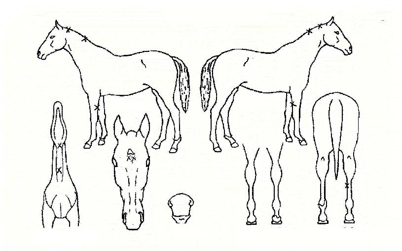 ´ë¸íÀåÀÇ Ãø¸é,¿ì¸é,µÞ¸é,µÎ»ó,´Ù¸®ÀÇ Æ¯Â¡µµÇØ