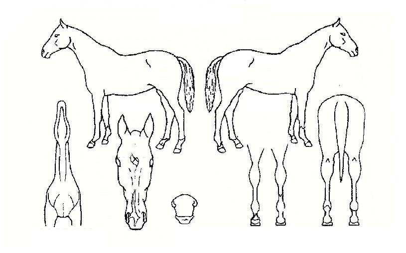 ���Ϸ���ĳ�����̵��ڸ��� ����,���,�޸�,�λ�,�ٸ��� Ư¡����