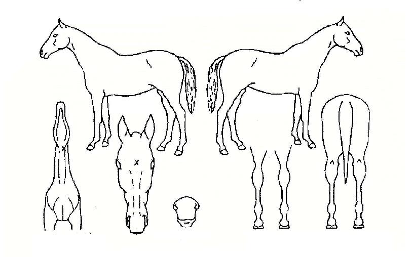 ������� ����,���,�޸�,�λ�,�ٸ��� Ư¡����