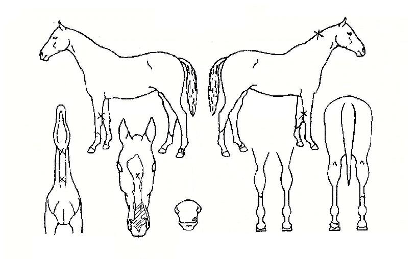 ��̶�Ŭ�� ����,���,�޸�,�λ�,�ٸ��� Ư¡����