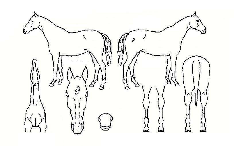 ÄÞºñÇ÷¹ÀÌÀÇ Ãø¸é,¿ì¸é,µÞ¸é,µÎ»ó,´Ù¸®ÀÇ Æ¯Â¡µµÇØ