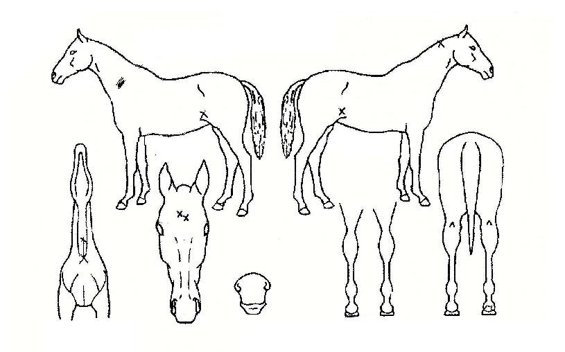 ������ ����,���,�޸�,�λ�,�ٸ��� Ư¡����