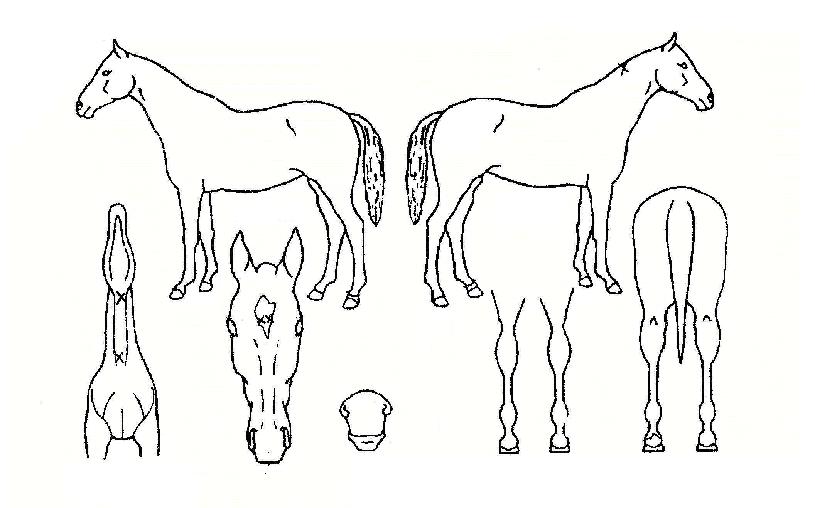 °¡¹®´ë±æÀÇ Ãø¸é,¿ì¸é,µÞ¸é,µÎ»ó,´Ù¸®ÀÇ Æ¯Â¡µµÇØ