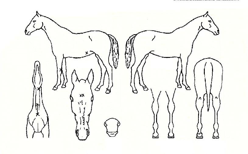 °È£Àü¼³ÀÇ Ãø¸é,¿ì¸é,µÞ¸é,µÎ»ó,´Ù¸®ÀÇ Æ¯Â¡µµÇØ