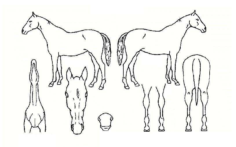 ����Ȳ�� ����,���,�޸�,�λ�,�ٸ��� Ư¡����