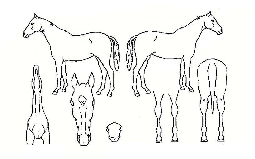 �Ƿ翧�� ����,���,�޸�,�λ�,�ٸ��� Ư¡����